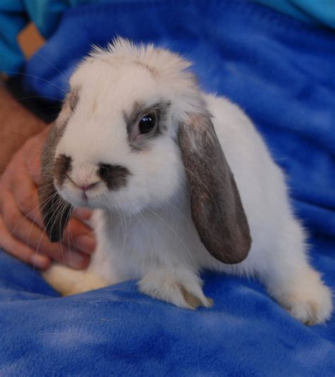 Feb 4, 2023 Mini Lop - Arlington Heights (Illinois) - October 17, 2022 75 These babies are 8 weeks old and will weigh 4 to 6 pounds when fully grown. . Mini lops for adoption